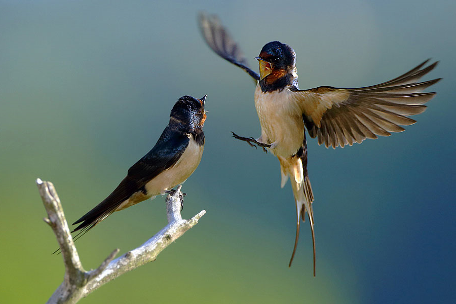 又是一年燕子回时（花园煤矿&nbsp;&nbsp;陈凤阁）