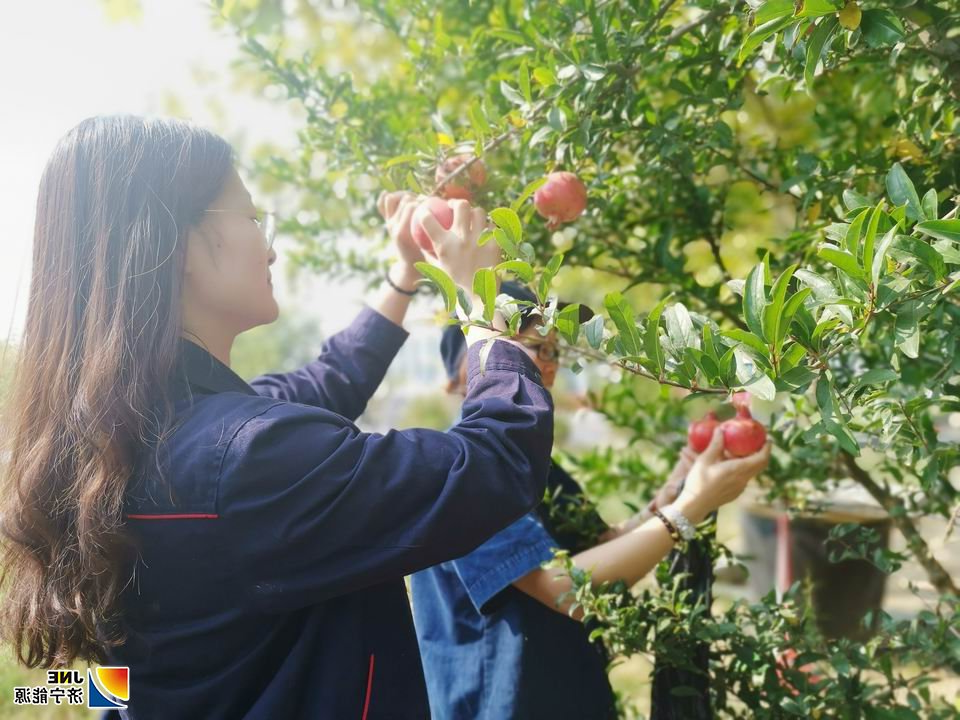 2019年9月28日，金桥煤矿的石榴成熟了（孟冉 摄） (2).jpg