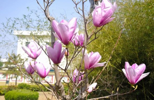 图说丨花园煤矿花开香满园