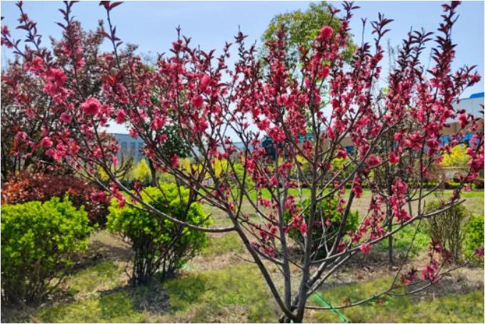 1681087525454729.jpg 微信截图_20230410084407.jpg