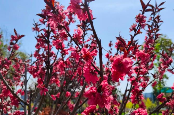 1681087553133005.jpg 微信截图_20230410084417.jpg