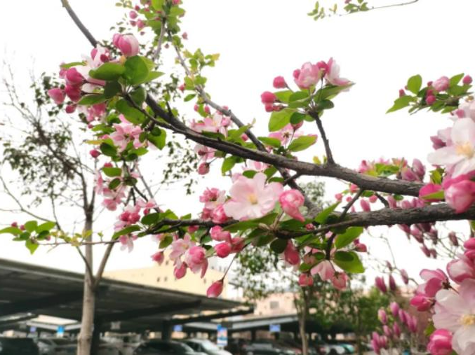 1681862393490815.jpg 微信截图_20230419075654.jpg