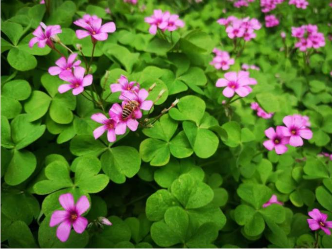 1681862421831881.jpg 微信截图_20230419075756.jpg