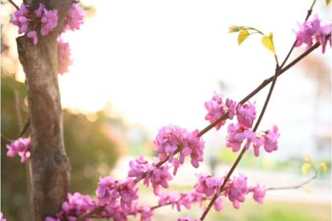 1681862439684082.jpg 微信截图_20230419075934.jpg